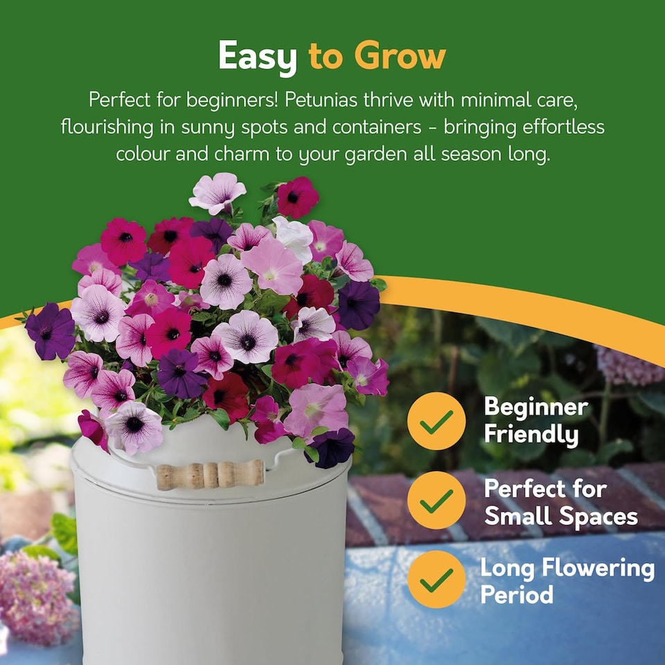 image 1 of Pronto Seed Petunia Grow Your Own Kit with Decorative Milk Churn Planter - Colourama Mix - Garden Gift for Beginners | Multi | Pink and purple flowering mix | Petunia Milkchurn | 1