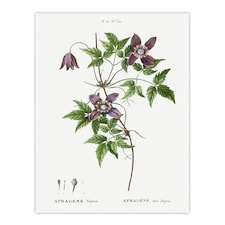 Alpine Clematis Flower Redoute Vintage Huge Wall Art Print 18X24 In