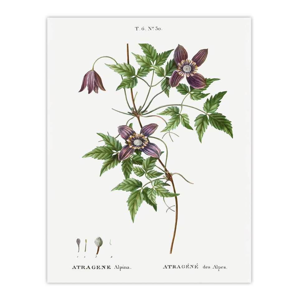 image 1 of Alpine Clematis Flower Redoute Vintage Huge Wall Art Print 18X24 In