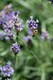 image 4 of Lavender Plant Food Sticks x20 Slow Release Fertiliser by Devonia