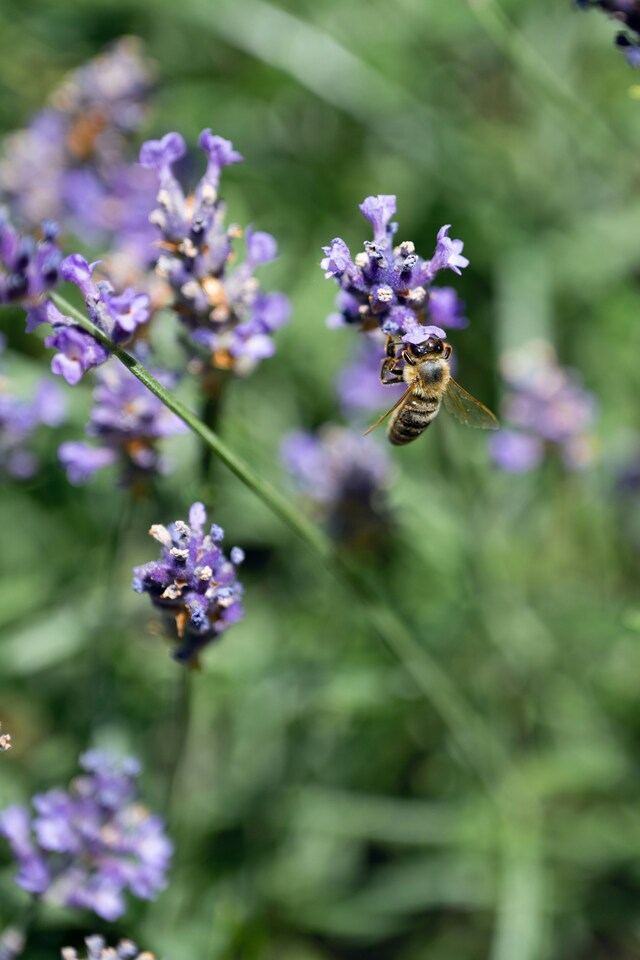 image 1 of Lavender Plant Food Sticks x20 Slow Release Fertiliser by Devonia
