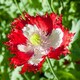 image 1 of Danish Flag Poppy Seeds - Red & White Hardy Annual Blooms for Bedding Borders Containers. Easy Grow Ornamental Flowers