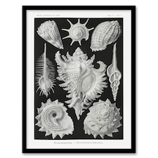 Sea Snail Shells Vintage Haeckel Botanical Framed Wall Art Print 12X16"