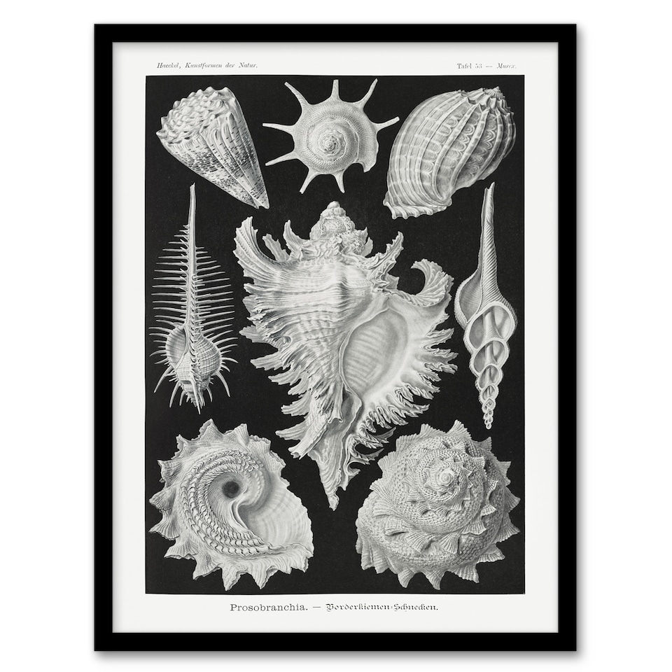 image 1 of Sea Snail Shells Vintage Haeckel Botanical Framed Wall Art Print 12X16"