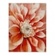 image 3 of Pink Dahlia Flower Close Up Petals Living Room Black Framed Wall Art Print A4