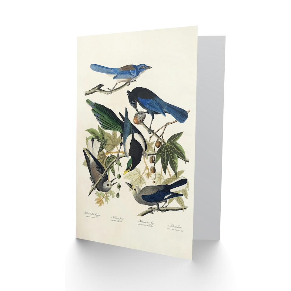 image 1 of John James Audubon Art Card Magpie Clarks Crow and Jays