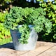 image 3 of Carbeth Plants Kale Dwarf Green Curled Vegetable Plant - 6 pack - Easy Grow Kitchen Garden