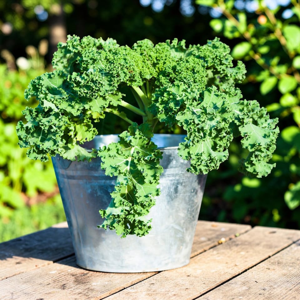 image 1 of Carbeth Plants Kale Dwarf Green Curled Vegetable Plant - 6 pack - Easy Grow Kitchen Garden