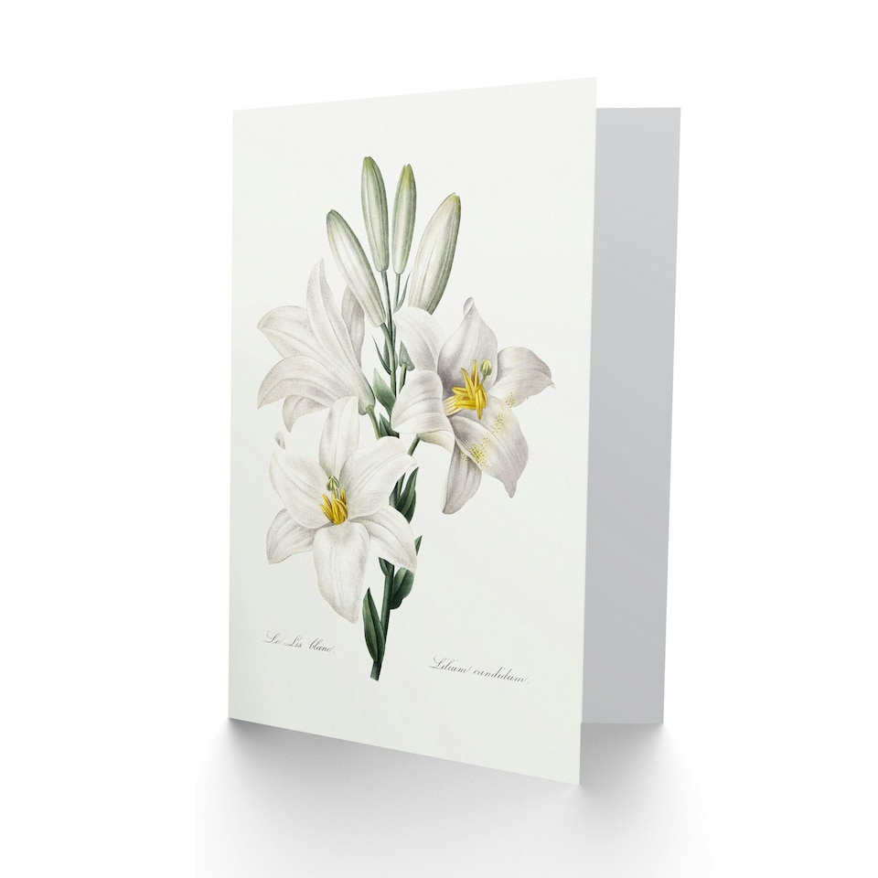 image 1 of Pierre-Joseph Redouté Art Card White Lily Vintage Botanical