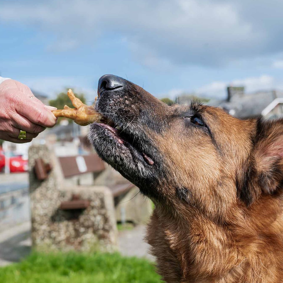 image 1 of Pero Natural Dog Treats - Dried Chicken Feet 1kg