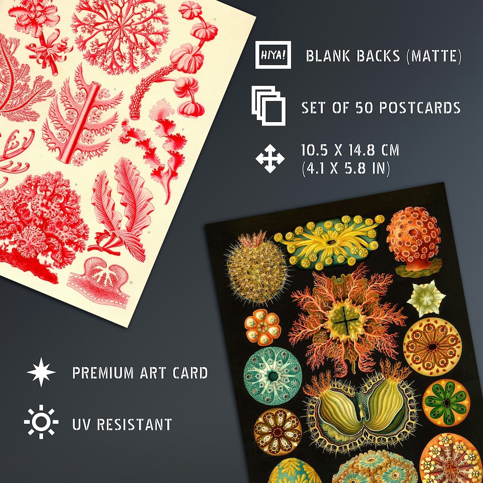 image 1 of Botanical Aesthetic Haeckel Colourful Art Set of 50 Unframed A6 Prints