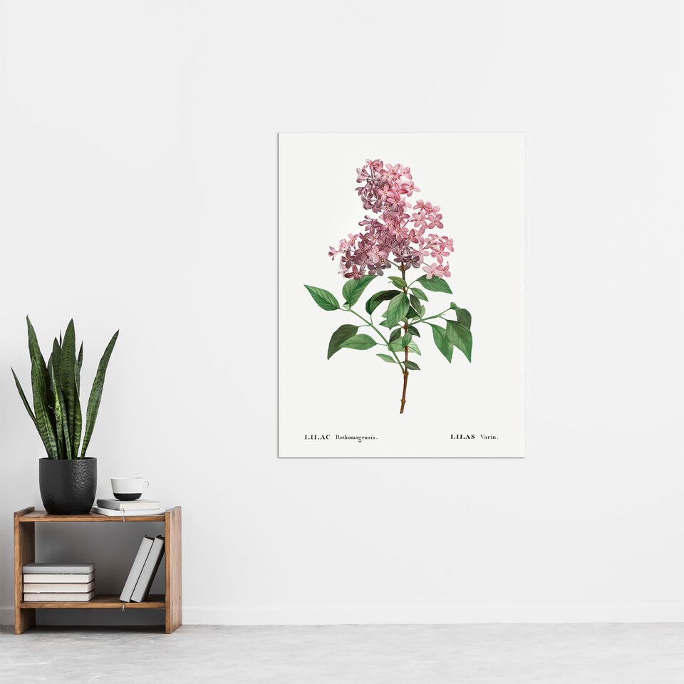 image 1 of Chinese Lilac Floral Redoute Vintage Huge Wall Art Poster Print 24X32"