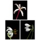 image 1 of Set of 3 Macro Photo Flower Bloom Petal Anther Stem Photography Black Wall Art Print A4