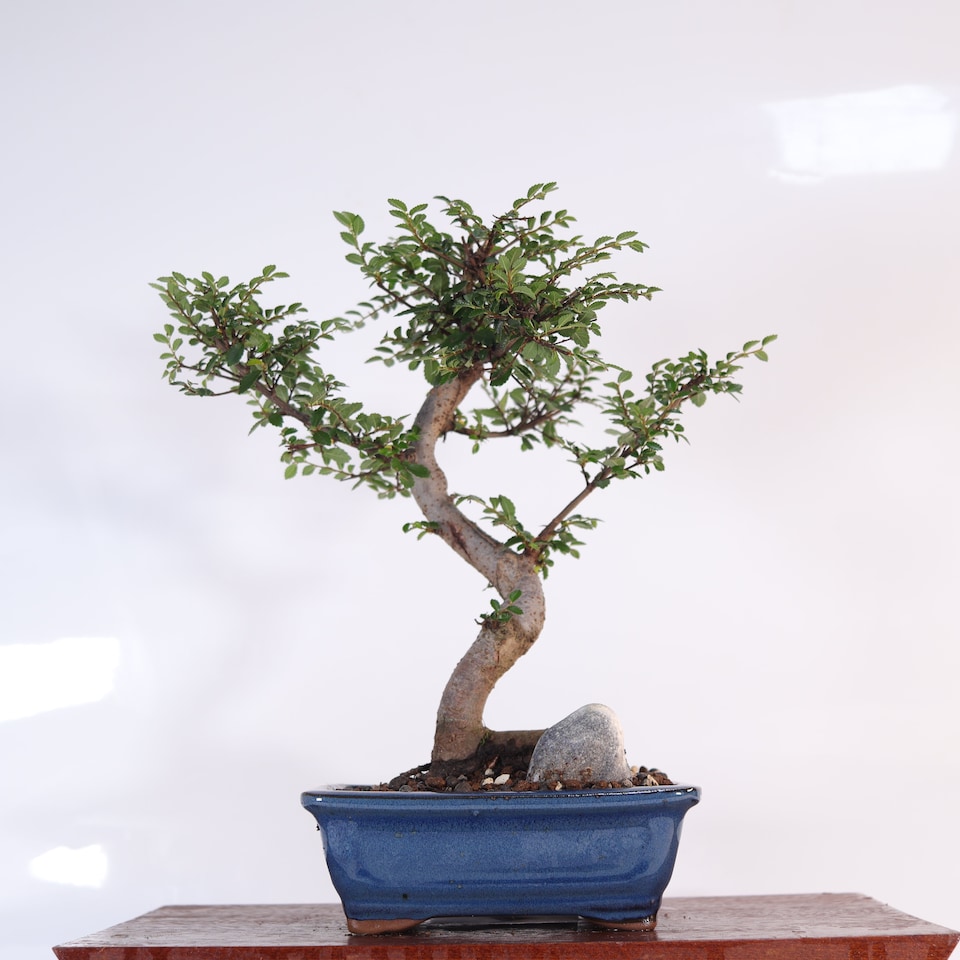 image 1 of Yorkshire Bonsai Chinese Elm (Ulmus Parvifolia) Bonsai Tree Shaped In 16cm Pot Great Gift