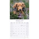 image 3 of Long Haired Dachshund 2026 Calendar | Square Wall Calendar | Dog Breed Gift | Plastic Free Packaging | by Avonside Publishing