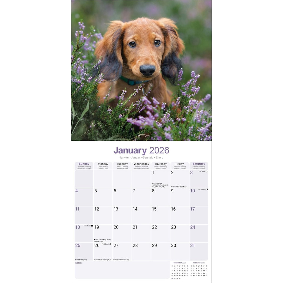 image 1 of Long Haired Dachshund 2026 Calendar | Square Wall Calendar | Dog Breed Gift | Plastic Free Packaging | by Avonside Publishing