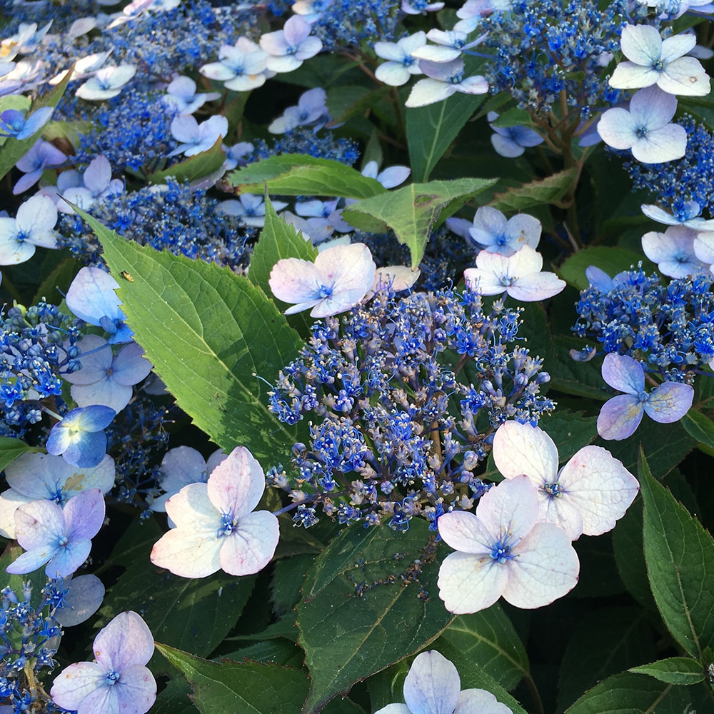 You Garden - Hydrangea serrata Magic Pillow Established Plant in 9cm Pot