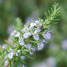 Rosemary Herb Plant Rosmarinus Officinalis 9cm Pot