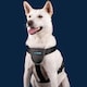 image 4 of Company Of Animals Carsafe Dog Car Harness - Black - M