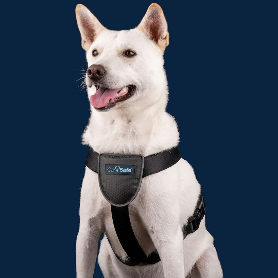 image 1 of Company Of Animals Carsafe Dog Car Harness - Black - M