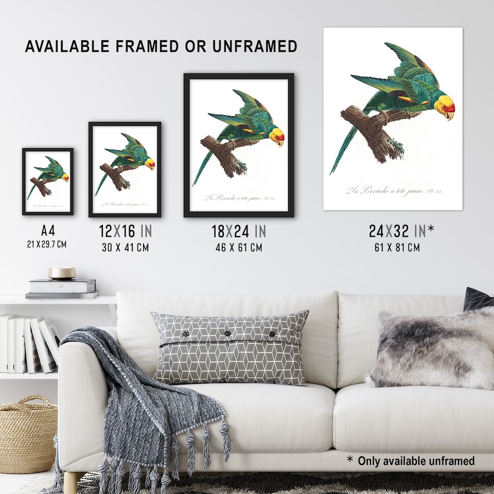 image 1 of The Yellow Crowned Parakeet Levaillant Wall Art Poster Print 12X16"