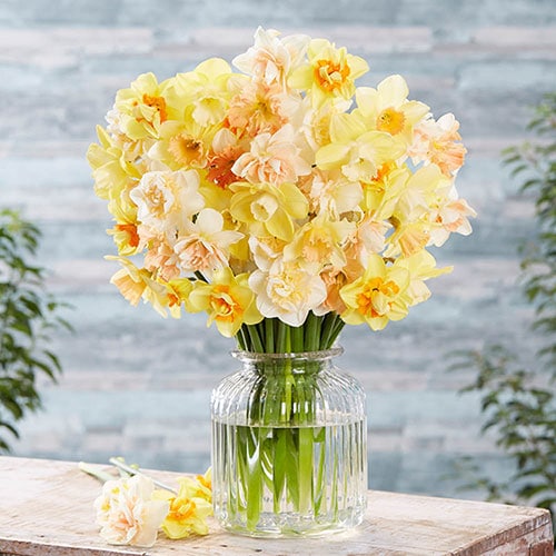YouGarden Narcissus 'Citrus Sorbet' Mix, 25 Bulbs, Ready for Autumn Planting and Spring Flowering