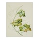 image 1 of New Zealand Sicyos Australis Mawhai Plant Featon Huge Wall Art Print 18X24 In