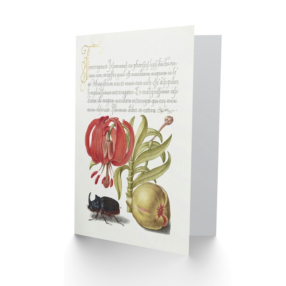 image 1 of Model Book of Calligraphy Art Card Turks Cap Lily Fig and Beetle