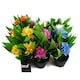 image 6 of 18cm Artificial Freesia Plant Dark Pink Flowering