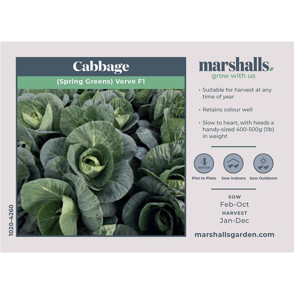 image 1 of Marshalls Garden Cabbage Seeds Spring Greens Verve F1 (30 Seeds) | Green | Dark Green
