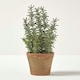image 4 of Homescapes Artificial Thyme Plant in Decorative Pot