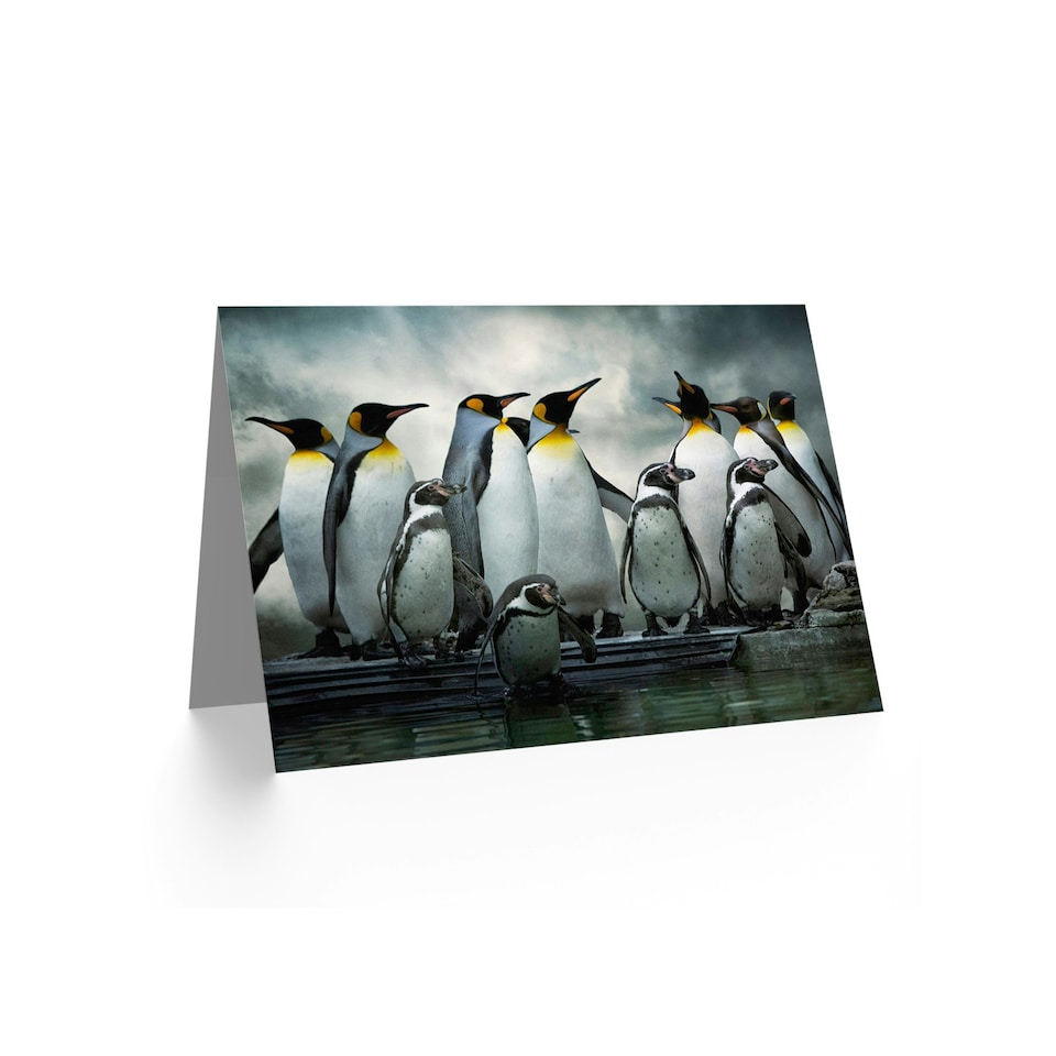 image 1 of King Penguin Huddle Birds Antarctica Photograph Art Card