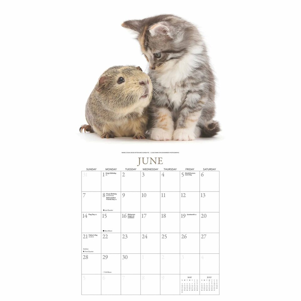 image 1 of Kittens Friends Square Wall Sunday Start
