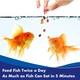 image 4 of Aquarian Goldfish Food Flakes 25g Pack of 12 Aquarium Fish Food Fish Feeding Supplies