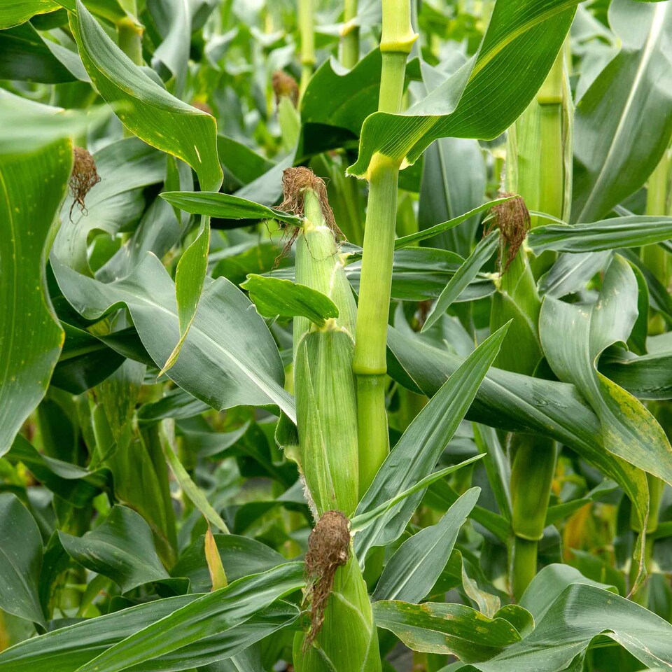 image 1 of Marshalls Garden Sweetcorn Seeds Strong Star F1 50 Seeds Super Sweet Early Variety | Green | Green, Yellow