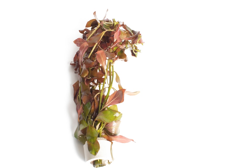image 1 of Red Ludwigia (Ludwigia glandulosa) - Live Aquarium Plant for Midground Planting, No CO2 Needed - Fish Tank Plant