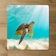 image 2 of photo of Sea turtle in the Galapagos island (Placemat & Coaster Set)