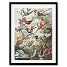 Kolibri Birds Hummingbird Species Haeckel Framed Wall Art Print 12X16"