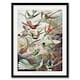 image 1 of Kolibri Birds Hummingbird Species Haeckel Framed Wall Art Print 12X16"