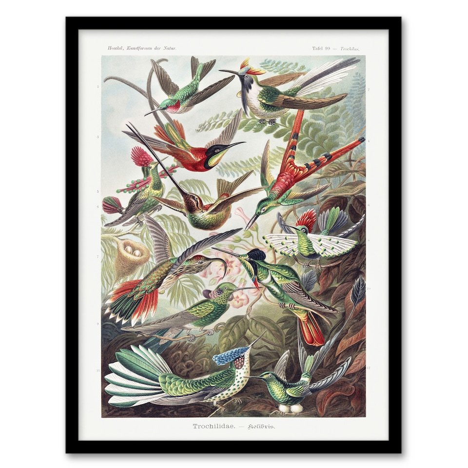 image 1 of Kolibri Birds Hummingbird Species Haeckel Framed Wall Art Print 12X16"