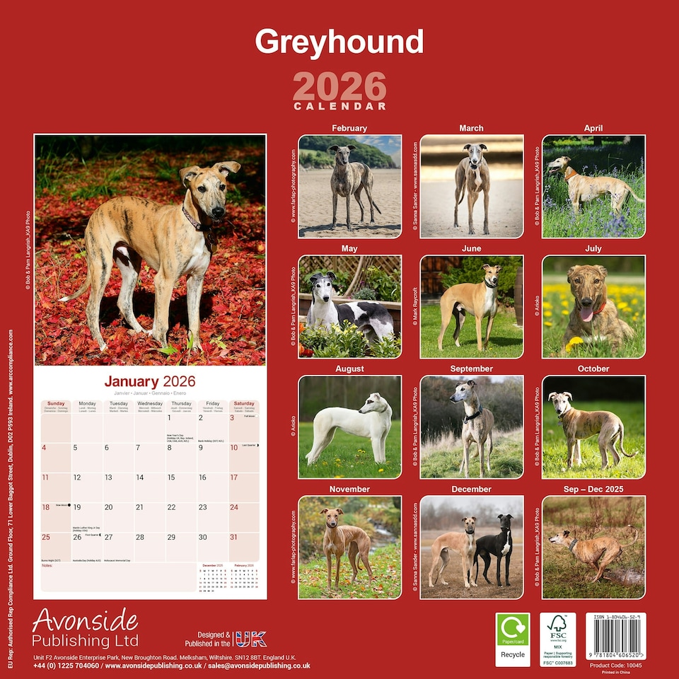 image 1 of Greyhound 2026 Calendar | Square Wall Calendar | Dog Breed Gift | Plastic Free Packaging | by Avonside Publishing