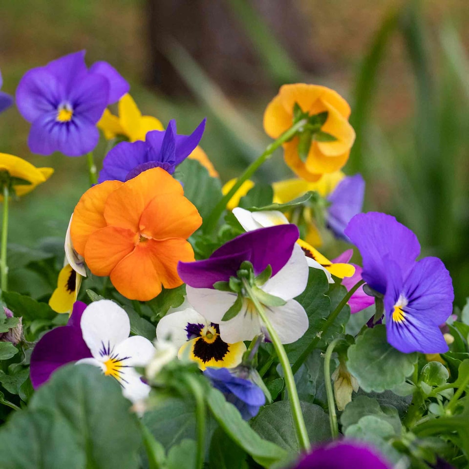 image 1 of Viola 'Sorbet Mix' - Garden-ready plugs, winter to early spring blooms