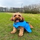 image 8 of HugglePets Arctic Armour Dog Coat Brown | S