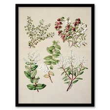 Sarah Featon Framed Wall Art New Zealand Gaultheria Flowering Plant Home Décor