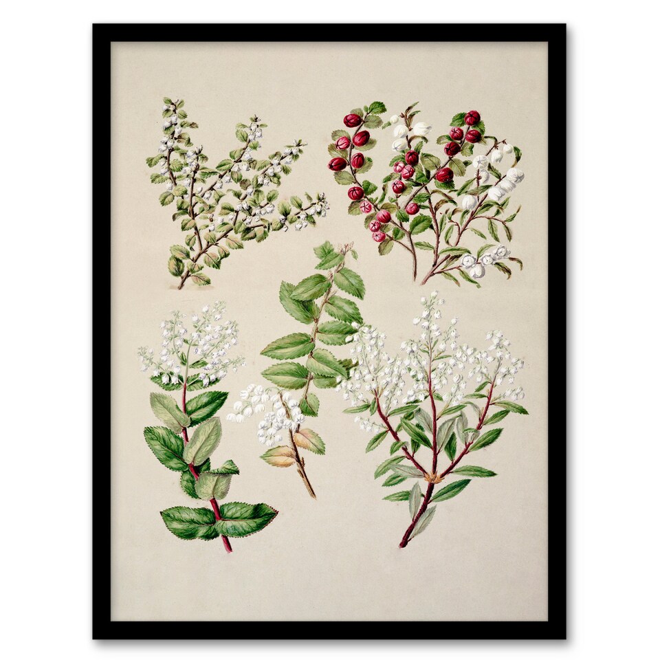 image 1 of Sarah Featon Framed Wall Art New Zealand Gaultheria Flowering Plant Home Décor