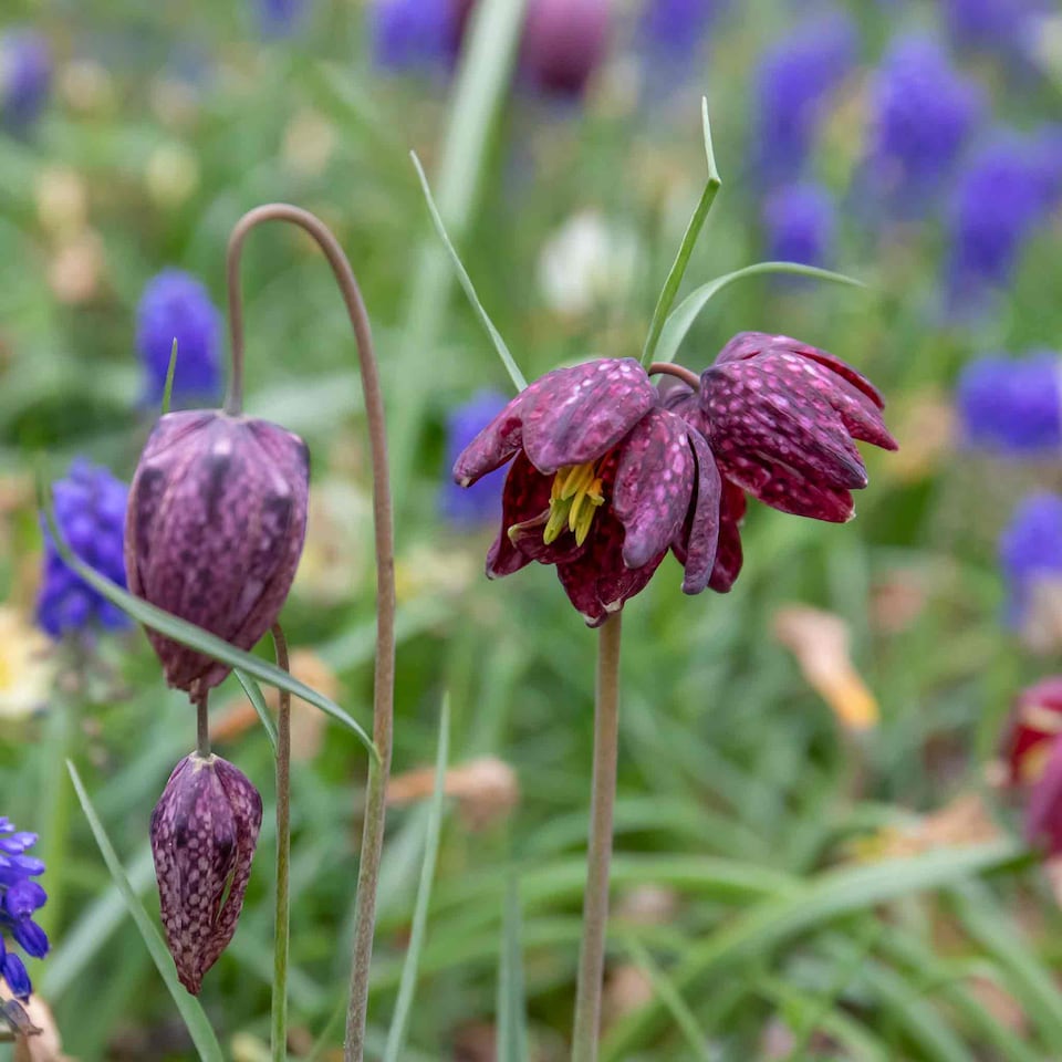 image 1 of Marshalls Garden Snake's Head Fritillary Bulbs (20 Pack)
