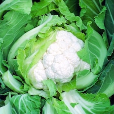 Organic Skywalker F1 Cauliflower Seeds High-Yield Early Hybrid Firm White Heads. Easy Grow. 1 Packet.