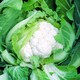 image 1 of Organic Skywalker F1 Cauliflower Seeds High-Yield Early Hybrid Firm White Heads. Easy Grow. 1 Packet.