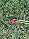 image 8 of Pack of 6 Extra long  30cm  Plastic Tent Pegs