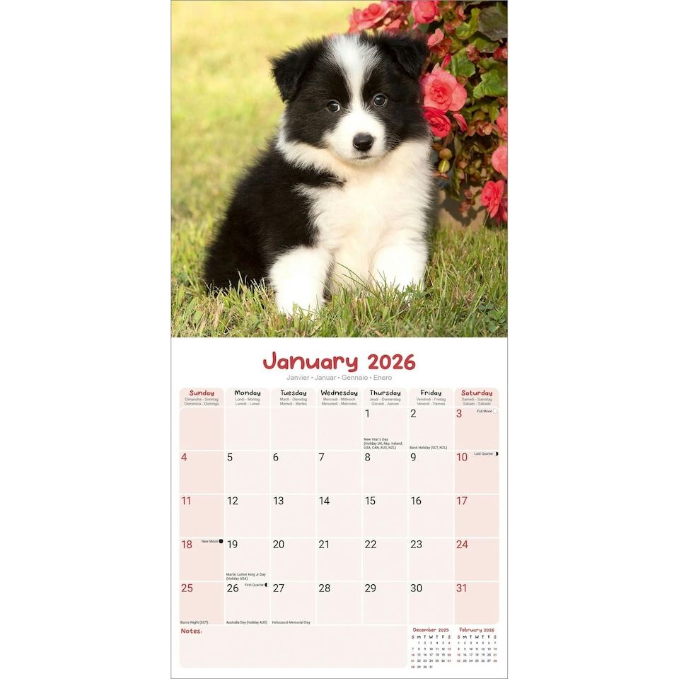 image 1 of Puppies 2026 Calendar | Square Wall Calendar | Dog Breed Gift | Plastic Free Packaging | by Avonside Publishing